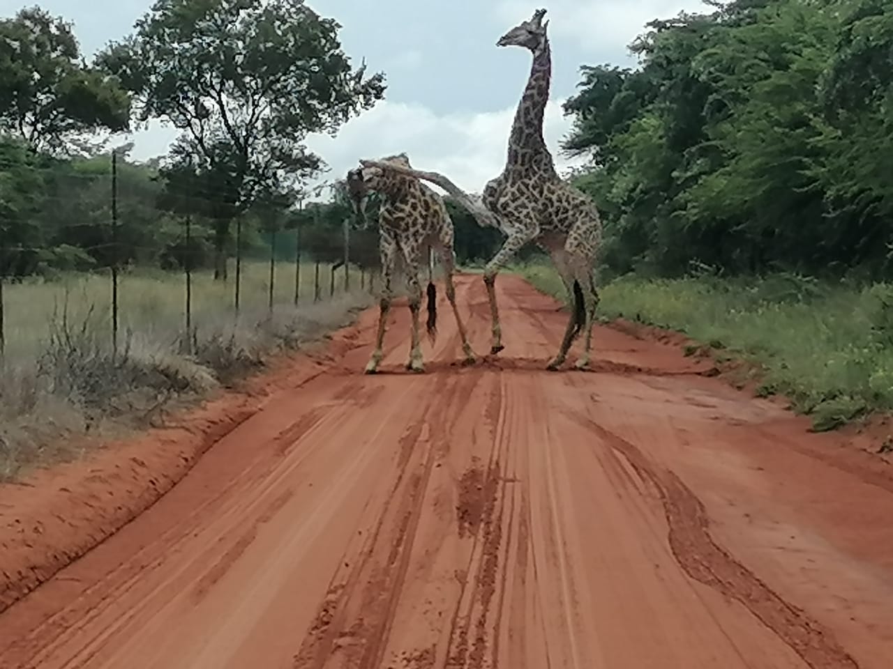 Game drive lookout at sunset